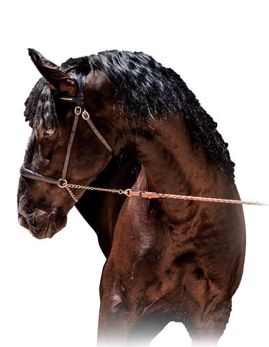 Caballo