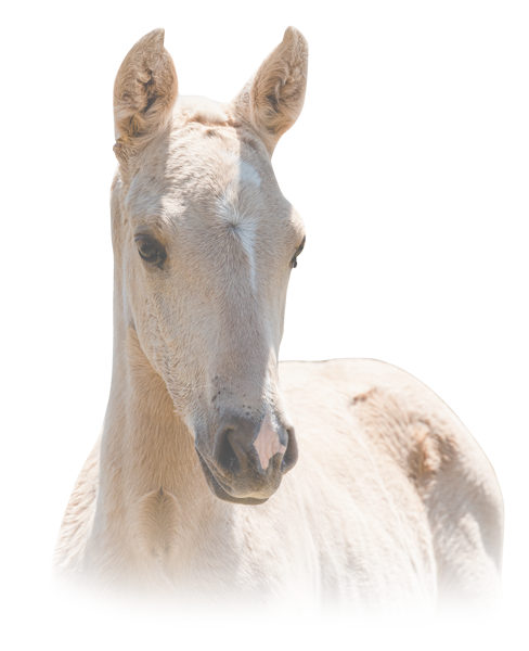 Caballo