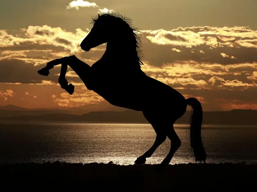 Un caballo posa sobre dos patas con un atardecer de fondo