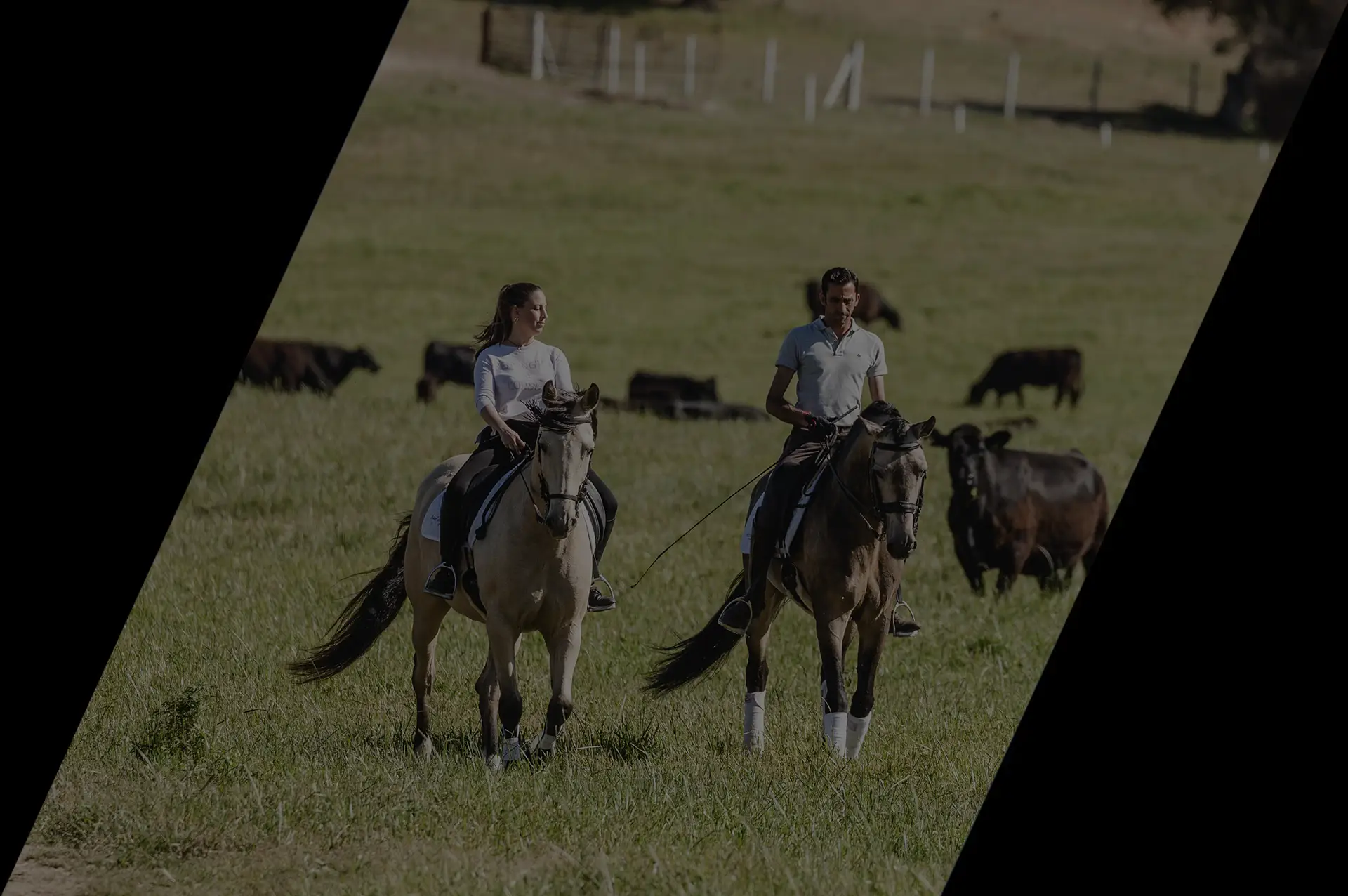 Dos caballos con jinetes en pradera con vacas